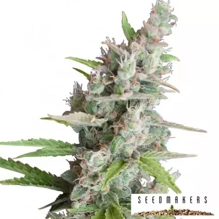 AK Auto von Seedmakers Autoflower - Billig wachsen