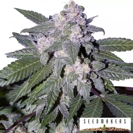 Auto Blue von Seedmakers automatische Samen - Günstig anbauen