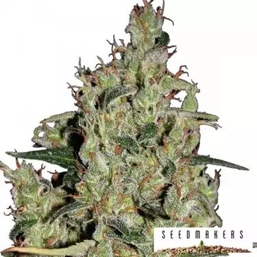 Auto Critical von Seedmakers Samen - Günstig anbauen