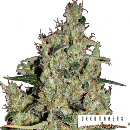 Auto Critical von Seedmakers Samen - Günstig anbauen