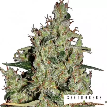 Auto Critical von Seedmakers Samen - Günstig anbauen