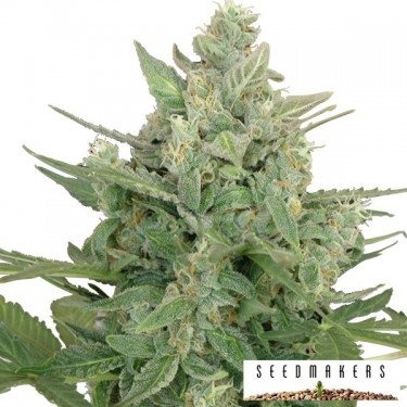View Auto Low Dwarf von Seedmakers - Günstig anbauen