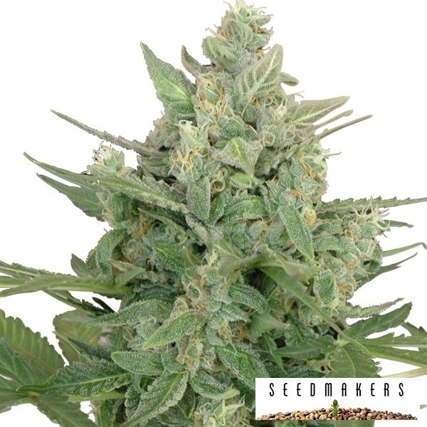 Auto Low Dwarf von Seedmakers - Günstig anbauen