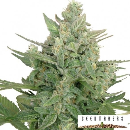 Auto Low Dwarf von Seedmakers - Günstig anbauen