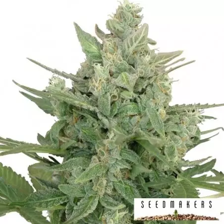 Auto Low Dwarf von Seedmakers - Günstig anbauen