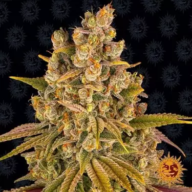 Lemon Tree Barneys Farm