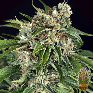 View Sir Jack Auto Pure CBD