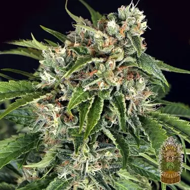 Sir Jack Auto Pure CBD Exotic Seed - GB kaufen
