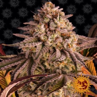 View Blue Sunset Sherbert