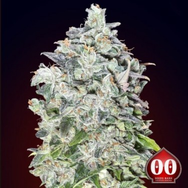 View Auto 00 Kush