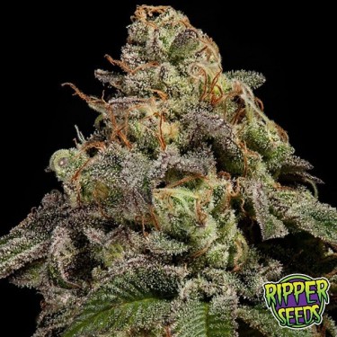Plante de marijuana OMG