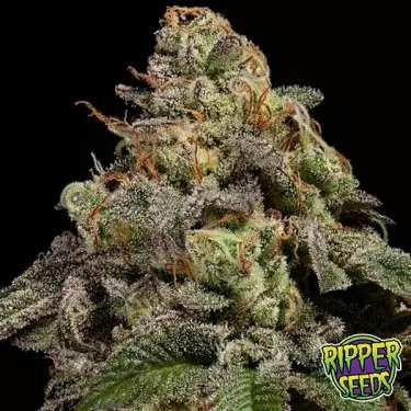 Plante de marijuana OMG