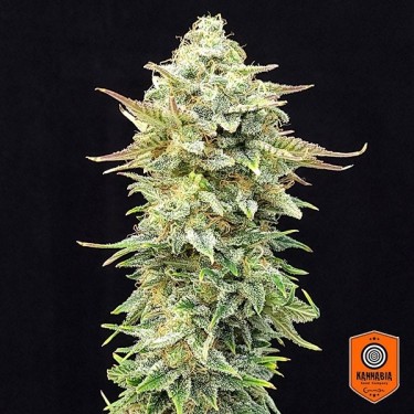 Pineapple Dream Edition Kannabia Seed - GB kaufen