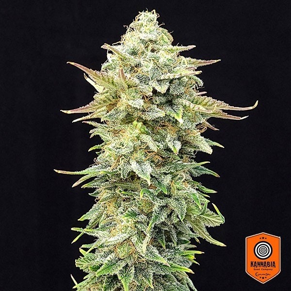 View Pineapple Dream Edition Kannabia Seed - GB kaufen