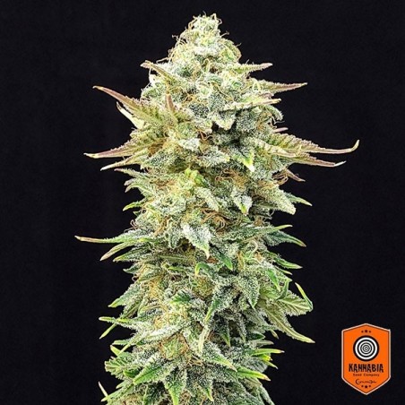 Pineapple Dream Edition Kannabia Seed - GB kaufen