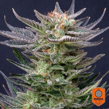 View Purple Dream Auto Edition von Kannabia Seed kaufen - GB