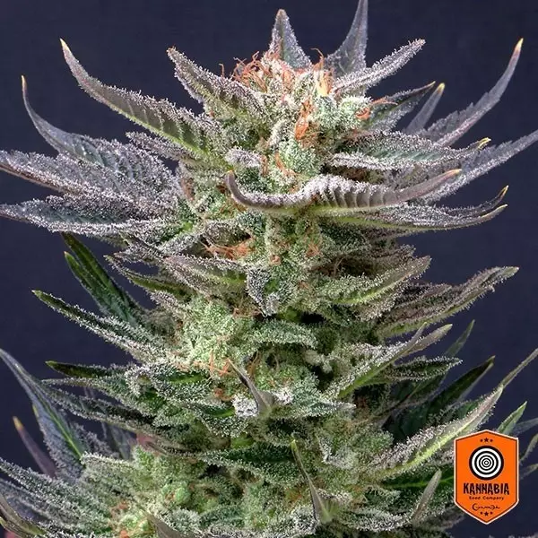 Sicht Purple Dream Auto Edition von Kannabia Seed kaufen - GB