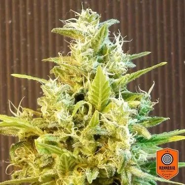 Kaufen Sie CBG Auto von Kannabia Seed Company - Günstig Anbauen