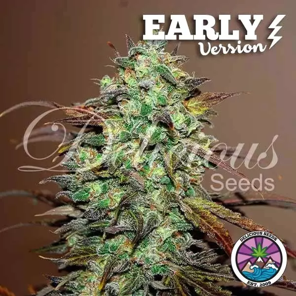 Sicht Eleven Roses Early Version von Delicious Seeds - GB