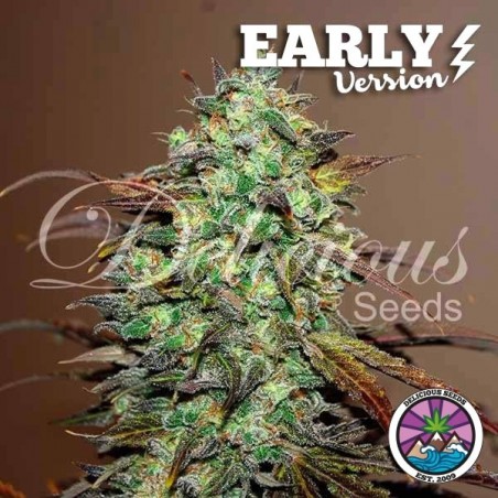 Eleven Roses Early Version von Delicious Seeds - GB