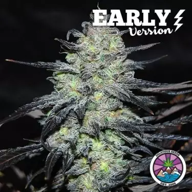 Golosa Early Version von Delicious Seeds kaufen - DE