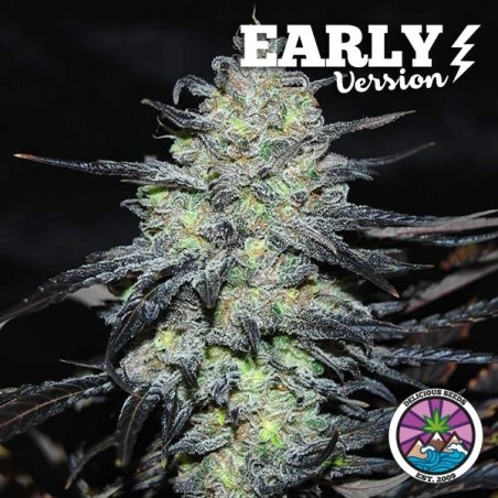 Golosa Early Version von Delicious Seeds kaufen - DE