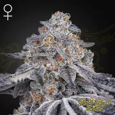 Samtige Mond Green House Seeds kaufen - GB