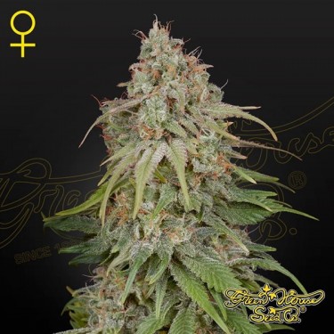 View GH Amnesia von Green House Seeds kaufen - GB The Green Brand
