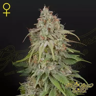 GH Amnesia von Green House Seeds kaufen - GB The Green Brand