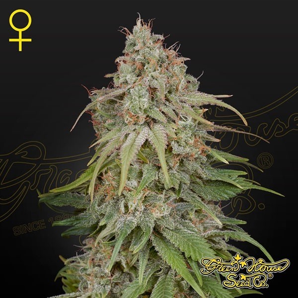 View GH Amnesia von Green House Seeds kaufen - GB The Green Brand