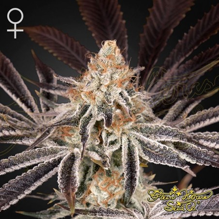 Dark Phoenix von Green House Seeds kaufen - GB The Green Brand