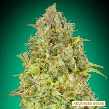 Skunk 47 feminisiert von Advanced Seed - GB The Green Brand