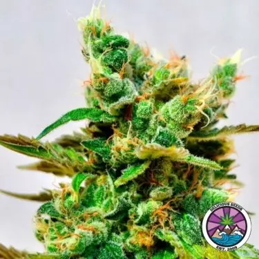 Honeybells CBD von Delicious Seeds - GB The Green Brand