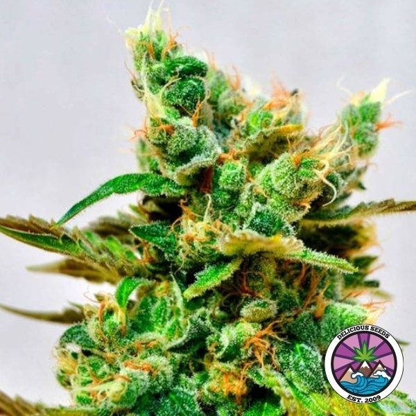 View Honeybells CBD von Delicious Seeds - GB The Green Brand