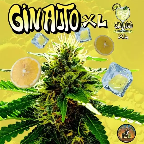 Sicht Gin Auto XL von Terreta of Growers - GB The Green Brand