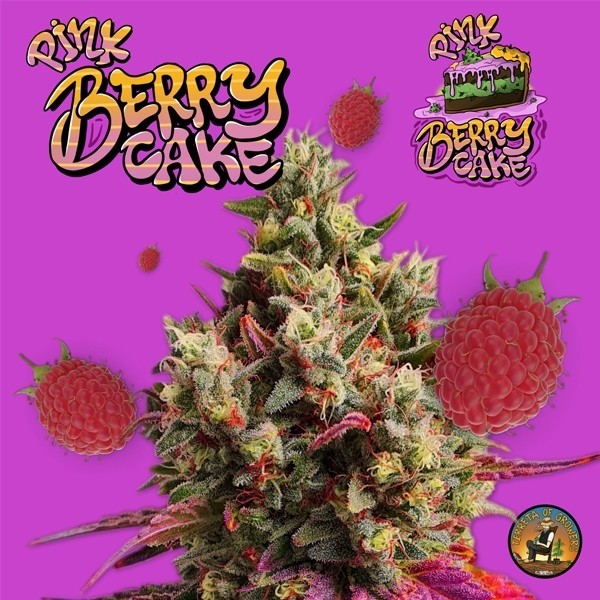 View Pink Berry Kuchen von Terreta of Growers - GB The Green Brand