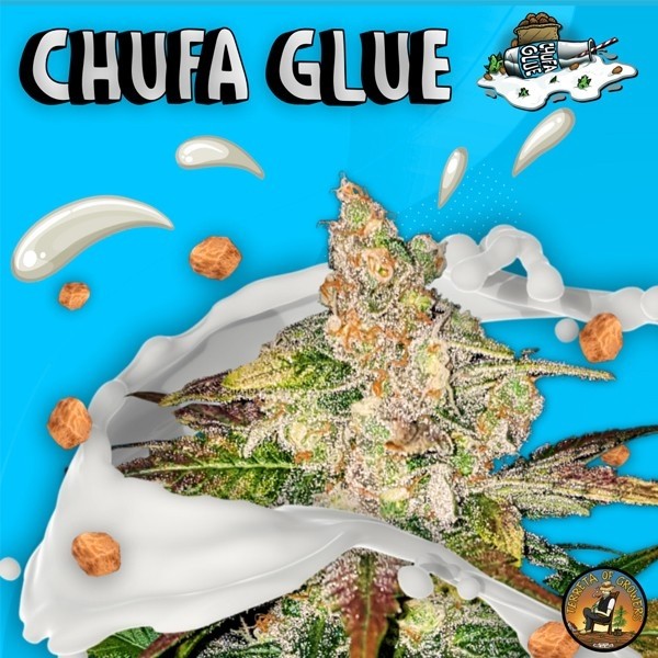 View Chufa Glue von Terreta of Growers - GB The Green Brand