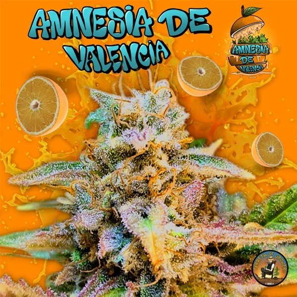 View Amnesia de Valencia Terreta of Growers – GB The Green Brand