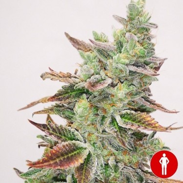 View Banana Purp Medical Seeds kaufen - GB
