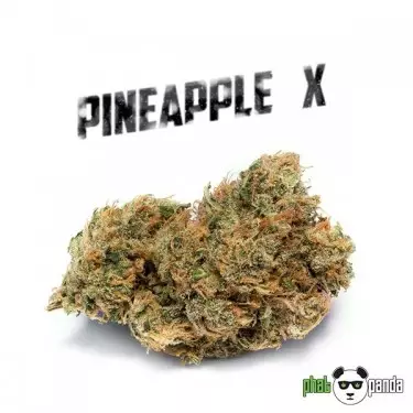 Pineapple X von Phat Panda. Feminisierte Sorte - GB The Green Brand