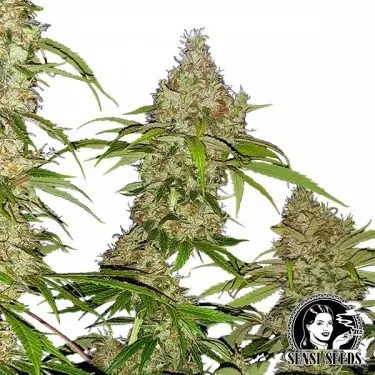 Banana Kush Cake