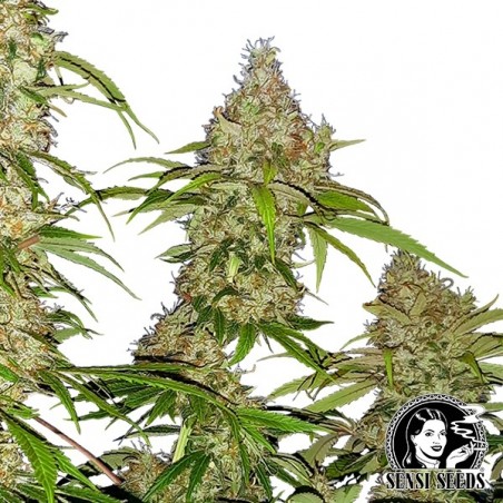Banana Kush Cake