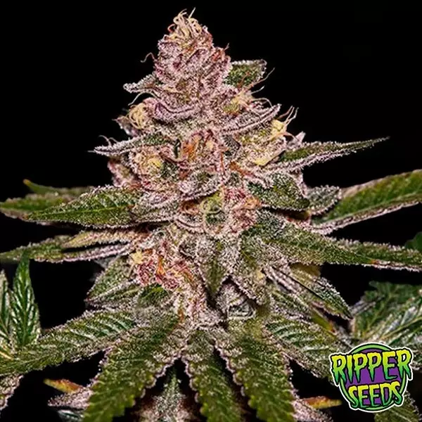 Sicht Radical Juice Ripper Seeds