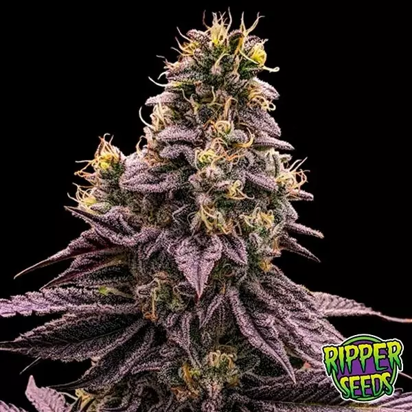 Sicht Zombie Braut Samen von Ripper Seeds - GB The Green Brand