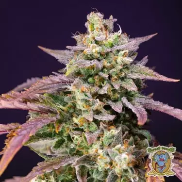 Purple Punch OG XL Autoflower - GB The Green Brand