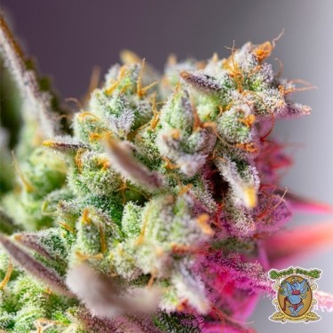 View Sweet Mimosa XL Auto Samen - GB The Green Brand