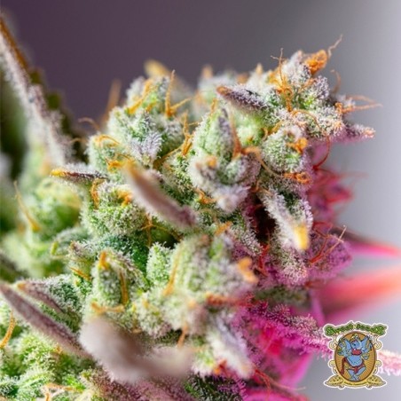 Sweet Mimosa XL Auto Samen - GB The Green Brand