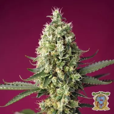 Skywalker OG Runtz XL Auto-Samen - GB The Green Brand