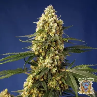 Erdbeere Banane Gelato XL Auto - GB The Green Brand