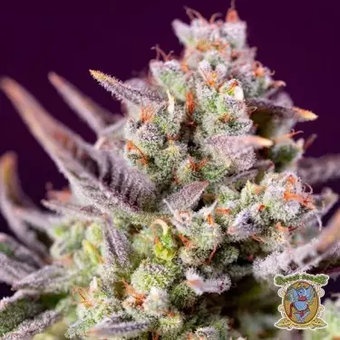 Sweet Zenzation XL Autoflowering - GB The Green Brand